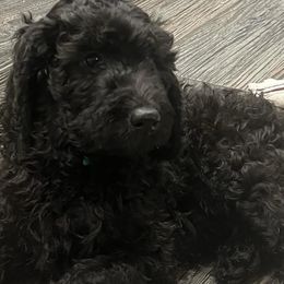 Goldendoodles from Hippity Hop Ranch Goldendoodles
