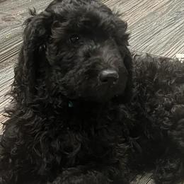 Goldendoodles from Hippity Hop Ranch Goldendoodles