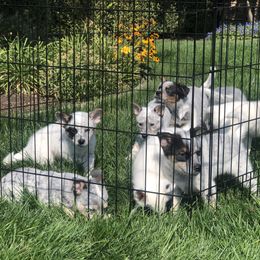 Australian Cattle Dog Puppies from Intermountain Australian Cattle Dogs
