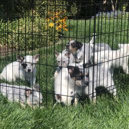 Australian Cattle Dog Puppies from Intermountain Australian Cattle Dogs