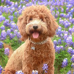 Bernedoodles and Goldendoodles from ATX Delightful Doodles