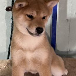 Hoshi - Red female Shiba Inu puppy in Winthrop, Minnesota from Kayobi Shibas