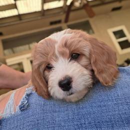 Yankee Jim - Blenheim male Cavapoo puppy in Auburn, California from Gold Country Doodles