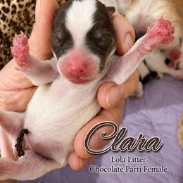 Clara - Chocolate, tan and white female Yorkshire Terrier puppy in Tangipahoa County, Louisiana from Riche’ Louisiana Yorkies
