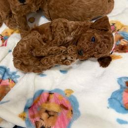 Boy 2 - Red  male Poodle puppy in Hernando Beach, Florida from Minipupps