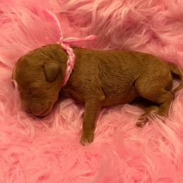 White - Red  female Goldendoodle puppy in Boise, Idaho from Goldendoodle Baby