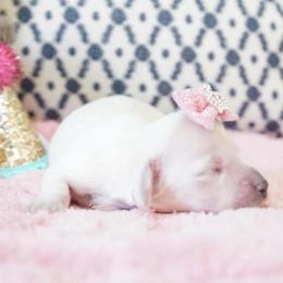 Cinderella - Cream female Dachshund puppy in Big Rapids, Michigan from 30 Acre Woods Dachshunds