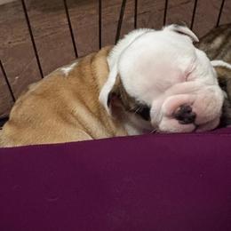 Harry Potter - Black Collar - Fawn and white male Bulldog puppy in Krum, Texas from K & K Little Blessings