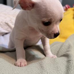 Billy - Cream and white male Chihuahua puppy in Amity, Pennsylvania from Rhoda and Verna