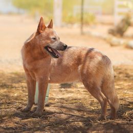 Ziggy (AKC) - Australian Cattle Dog
