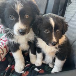 Obsidian - Black & white female Miniature Australian Shepherd puppy in California from Eagle River Aussies