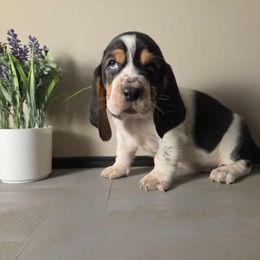 Kotah 2140 - Black white and brown male Basset Hound puppy in Denison, Texas from Emma Lou's Baby Bassets