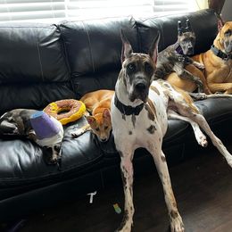 Great Dane Puppies from F&B Kennels
