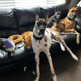 Great Dane Puppies from F&B Kennels