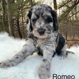 Romeo - Merle male Goldendoodle puppy in New Ringgold, Pennsylvania from Hawk Mountain Doodles
