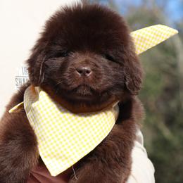 Flopsy (Yellow collar) - Brown female Newfoundland puppy in Kimball Twp, Michigan from Pine River Newfoundlands