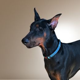City-Boy - Doberman Pinscher