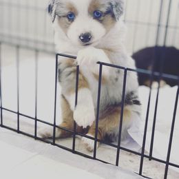 Miniature American Shepherd and Miniature Australian Shepherd Puppies from Scv minis