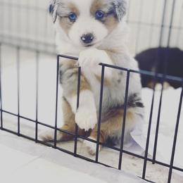 Miniature American Shepherd and Miniature Australian Shepherd Puppies from Scv minis
