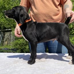 Mountain Cur Puppies from Walnut Ridge Mountain Curs