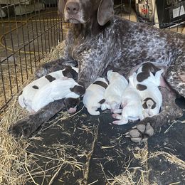 German Shorthaired Pointer Puppies from M&R Breeders