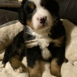 Wrangler - Black rust and white male Bernese Mountain Dog puppy in Rural Retreat, Virginia from Bernese Bunker