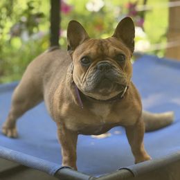 Juniper - French Bulldog