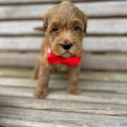 Red - Buff male Cockapoo puppy in Maurice, Louisiana from Cajun Cockapoo’s