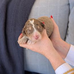 Puppy Pick 8 - Phantom male Bernedoodle puppy in Whitesburg, Georgia from Asbury & Co Farms