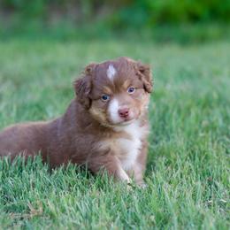 Hip hop - Red tri-color male Miniature American Shepherd puppy in Stephenville, Texas from Diamond H Aussies