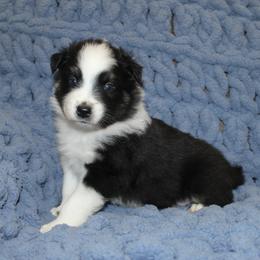 Australian Shepherd Puppies from Crofford’s Pretty Pups