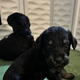 Roxie-Yellow collar - Pepper and salt female Giant Schnauzer puppy in Atoka, Oklahoma from Hannah's Haus & Farm