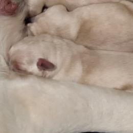 Girl 5 - Yellow female Labrador Retriever puppy in Marydel, Maryland from Andover Meadow Farm
