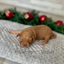 Purple Collar - Apricot female Cavapoo puppy in St George, Utah from Picture Perfect Doodles