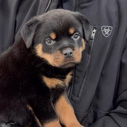 Mae - Black and mahogany female Rottweiler puppy in Gloster, Mississippi from Mississippi Rottweilers