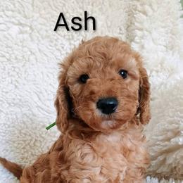 Ash - Red  male Goldendoodle puppy in Marion County, Ohio from Hatten Homestead Kennels
