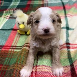 Bentley - Champagne male Maltipoo puppy in Lawrenceburg, Tennessee from LUV Poodles and Maltipoos