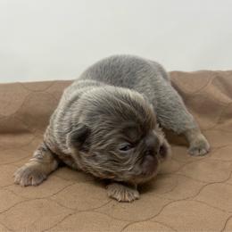 Ares - Liver male French Bulldog puppy in Amarillo, Texas from Bomb City Bulldogs