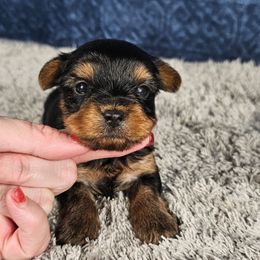Pup 1 - Black and tan male Yorkshire Terrier puppy in Polk City, Florida from Yorkies by Casey