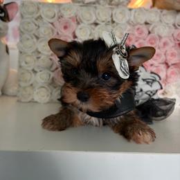 Fendi - Black and tan female Yorkshire Terrier puppy in Illinois from Pretty Little Yorkies