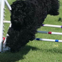 Black Russian Terriers from Starry Night Black Russian Terriers