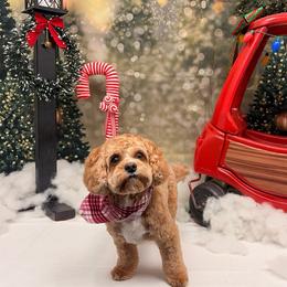 Bodie - Cavapoo