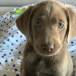 Dilute Retriever Puppies from Silver Bullet Labradors