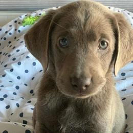 Dilute Retriever Puppies from Silver Bullet Labradors