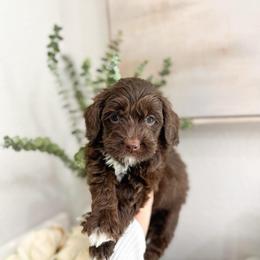 Oakley - Chocolate male Australian Labradoodle puppy in Palmdale, California from Heavenly Doodles