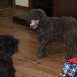 Poodle Puppies from RK'S Pets