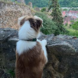 Lily - Australian Shepherd