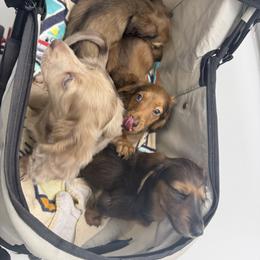 Shaded Cream Female Ready to go - Cream female Dachshund puppy in Cutler Bay, Florida from Dadecounty’s Dachshunds