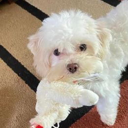 Molly - Maltipoo