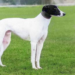 Basso - Greyhound